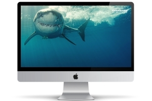 Shark zoom party background