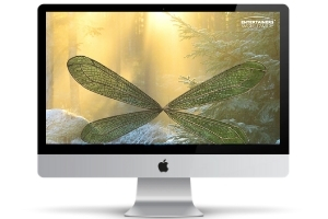 Fairy wings zoom party background