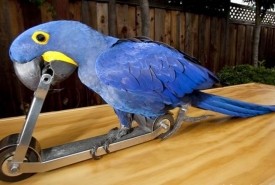 Happy Birds  - Other Children's Entertainer San Jose, California