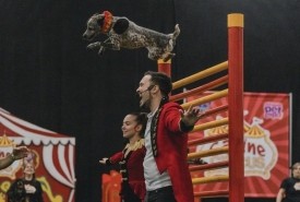 Canine Circus - Circus Performer