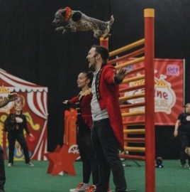 Canine Circus - Circus Performer - Toronto, Ontario