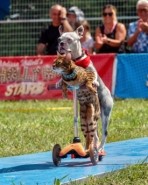 The Ultimutts - Stunt Dogs and Cats! - Other Children's Entertainer Sparta, Ontario