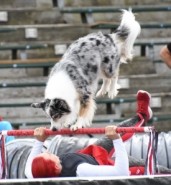Paws Fur Fun - Dog tricks, skits and performances - Circus Performer Cluny, Alberta