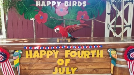 Happy Birds  - Circus Performer