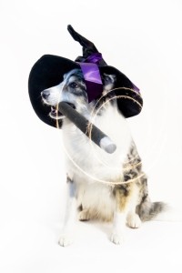Paws Fur Fun - Dog tricks, skits and performances - Other Artistic Entertainer